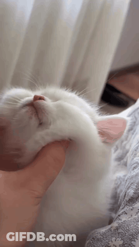 Person Holding White Cat Head GIF