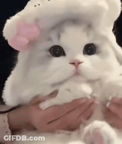 Person Holding White Cat In White Hat With Pink Bow GIF