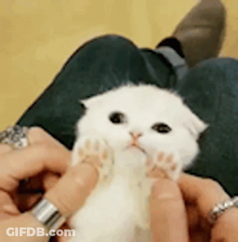 Person Holding White Cat On Lap GIF