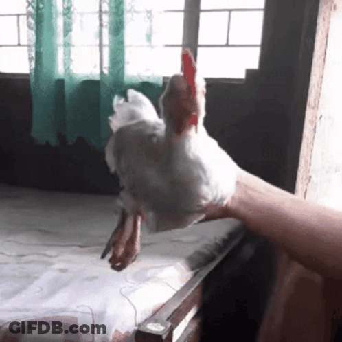 Person Holding White Chicken With Red Beak GIF