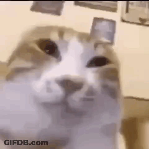 Person Holding White Dog Beside Smiley Face GIF