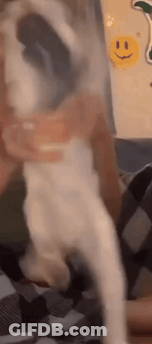 Person Holding White Dog Beside Smiley Face GIF