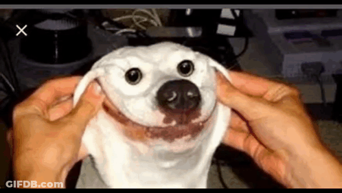 Person Holding White Dog Head Smiling GIF
