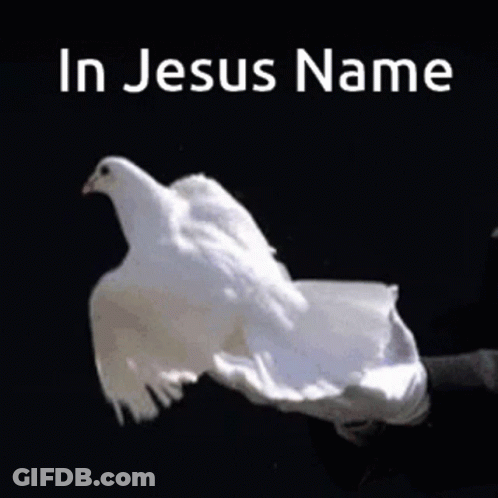 Person Holding White Dove With In Jesus Name GIF