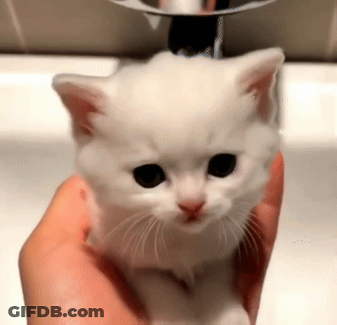 Person Holding White Kitten GIF