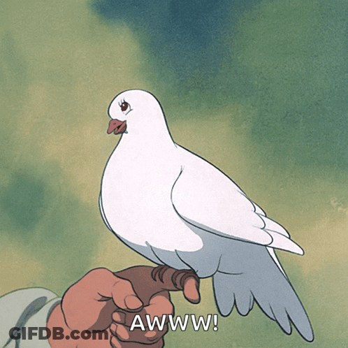 Person Holding White Pigeon Awww GIF