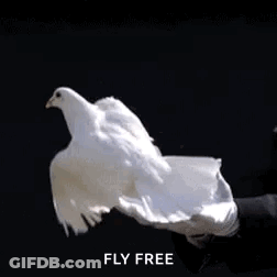 Person Holding White Pigeon Flying Away GIF