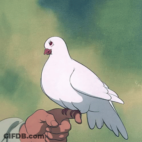 Person Holding White Pigeon GIF