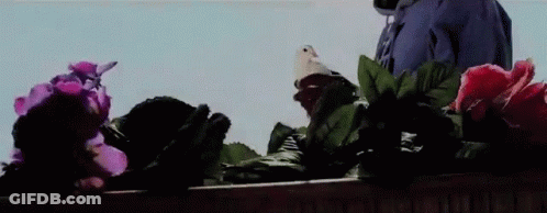 Person Holding White Pigeon With Flowers In Background GIF