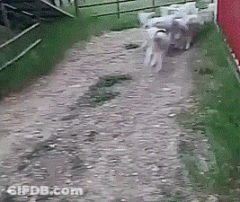 Person Holding White Stuffed Sheep With Black Eyes GIF