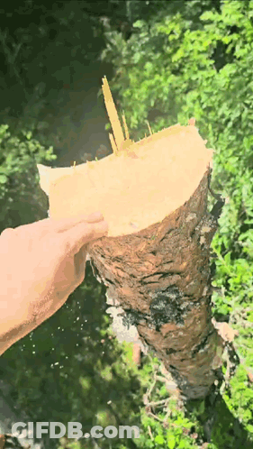 Person Holding Wood GIF