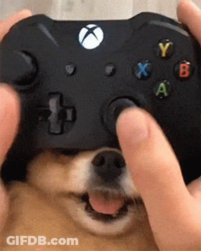 Person Holding Xbox Controller In Front Of Dog's Face GIF
