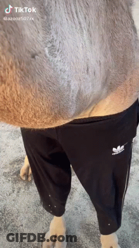 Person In Black Adidas Shorts Next To Camel GIF