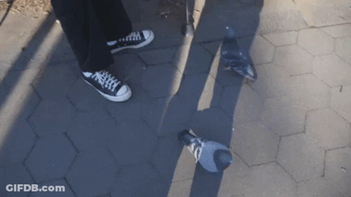 Person In Black Converse Next To Pigeon GIF
