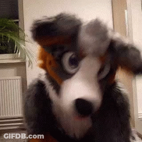 Person In Furry Dog Costume Funny Face GIF