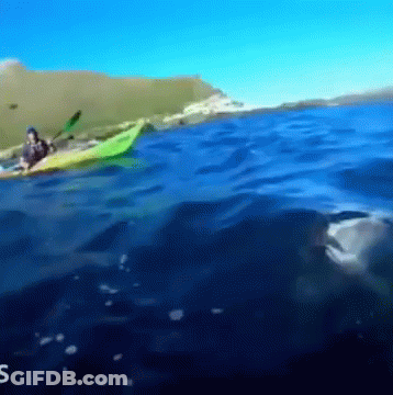 Person In Green Kayak Swimming In Ocean GIF