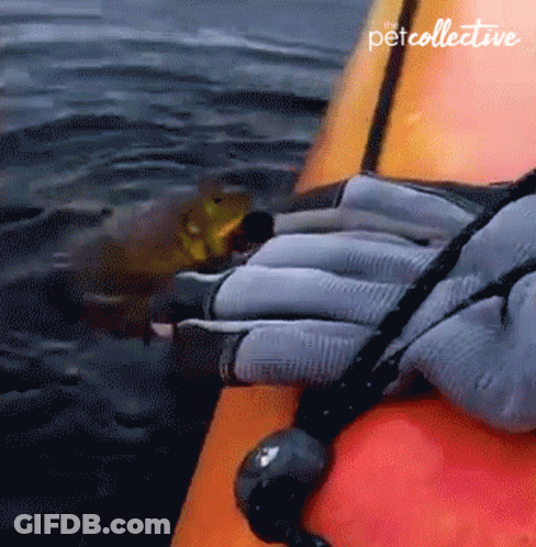 Person In Kayak With Pet Collective GIF