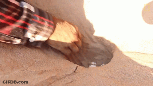 Person In Plaid Shirt Touching Sand GIF