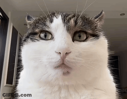 Person In Scream Mask At Window GIF