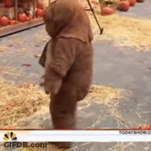 Person In Teddy Bear Costume GIF