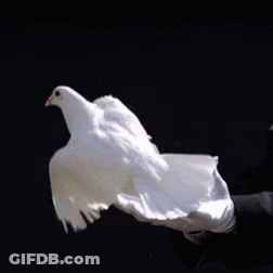 Person In White Gloves Holding White Bird GIF