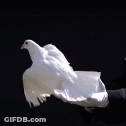 Person In White Gloves Holding White Bird GIF