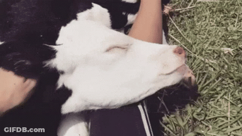 Person Laying In Grass With Cow On Lap GIF