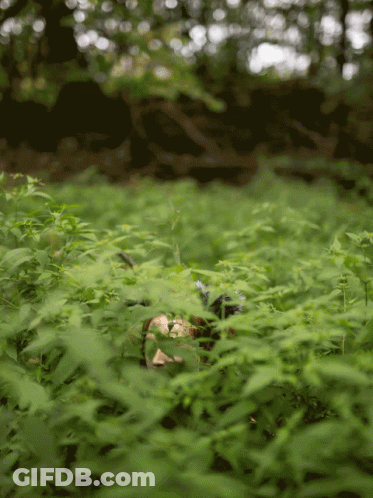 Person Laying In Lush Green Forest GIF