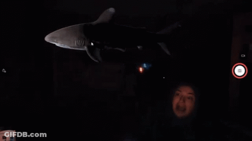 Person Looking At Shark In Darkness GIF
