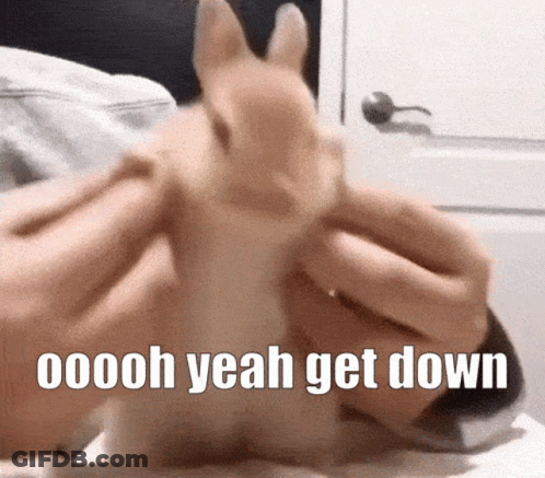Person Lying On Bed With Rabbit On Head GIF