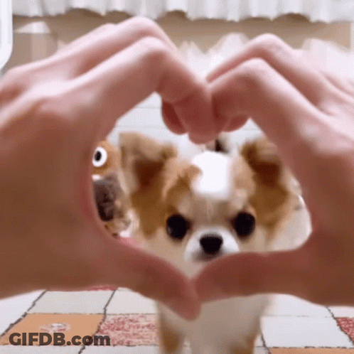Person Making Hand Heart With Small Dog GIF
