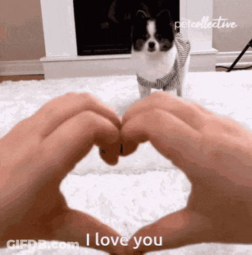 Person Making Heart Hands Saying I Love You To Small Dog GIF