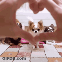 Person Making Heart Shape With Hands In Front Of Dog GIF