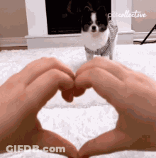 Person Making Heart With Hands In Front Of Dog GIF