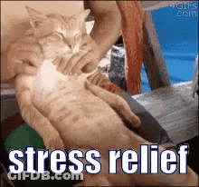 Person Massaging Cat Stress Relief GIF