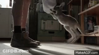 Person Next To Jumping Cat GIF