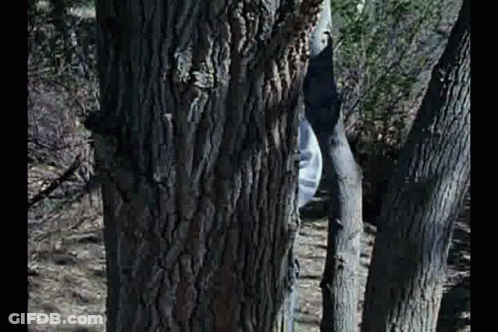 Person Peeking From Behind Tree Trunk GIF