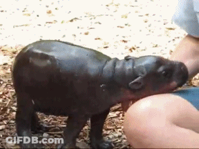 Person Petting Baby Hippopotamus GIF