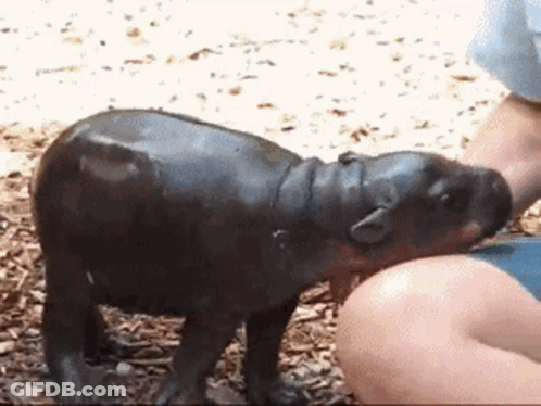 Person Petting Baby Hippopotamus GIF