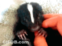 Person Petting Baby Skunk With White Spot GIF