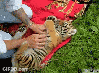 Person Petting Baby Tiger GIF