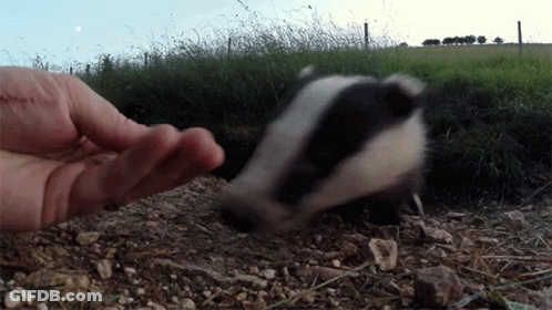 Person Petting Badger In Field GIF