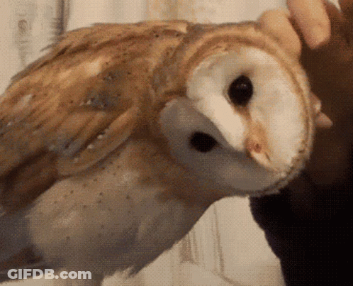 Person Petting Barn Owl GIF