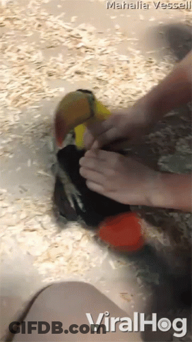 Person Petting Bird Viralhog GIF