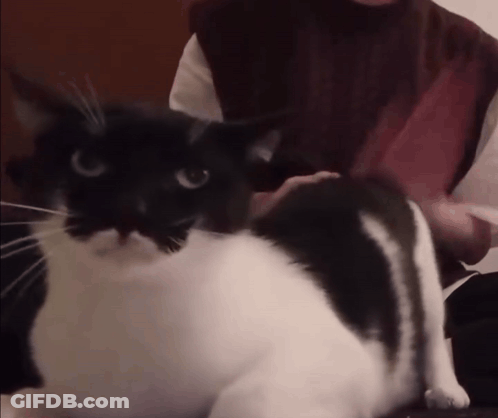 Person Petting Black And White Cat GIF