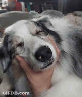 Person Petting Black And White Dog GIF
