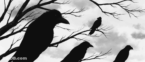 Person Petting Black Bird On Tiled Floor GIF