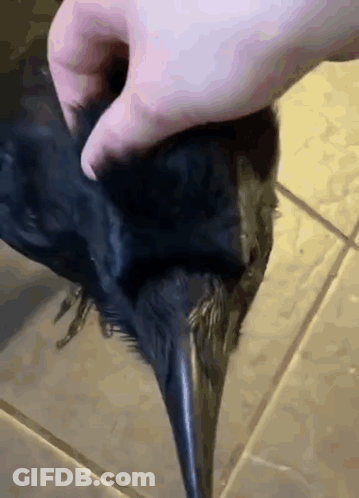 Person Petting Black Bird On Tiled Floor GIF