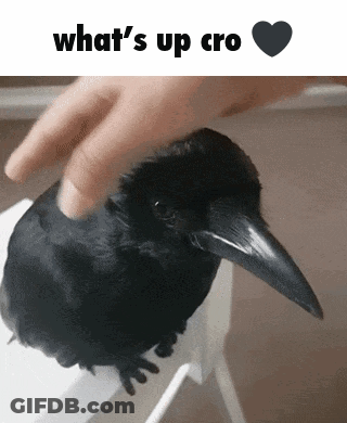 Person Petting Black Bird Says What's Up Cro GIF