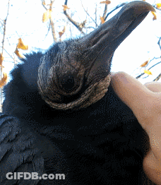 Person Petting Black Bird With Large Beak GIF